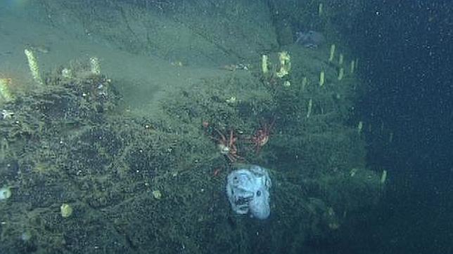Los pulpos de profundidad cuidan de sus huevos durante más tiempo que cualquier otro animal